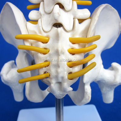 Modèle de petite colonne vertébrale avec la colonne vertébrale, le bassin et le fémur, 45 cm de tête, squelette humain