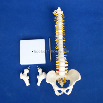 Modèle de petite colonne vertébrale avec la colonne vertébrale, le bassin et le fémur, 45 cm de tête, squelette humain