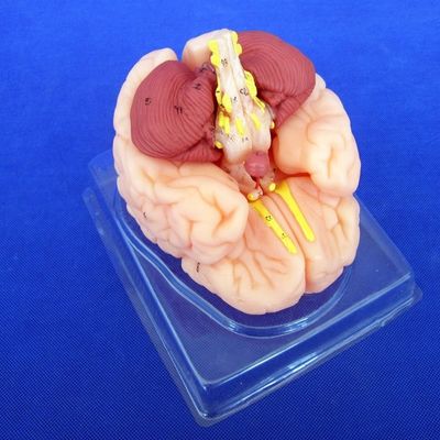 Modèle du cerveau humain 8 pièces Modèle anatomique pour les écoles et les établissements d'enseignement