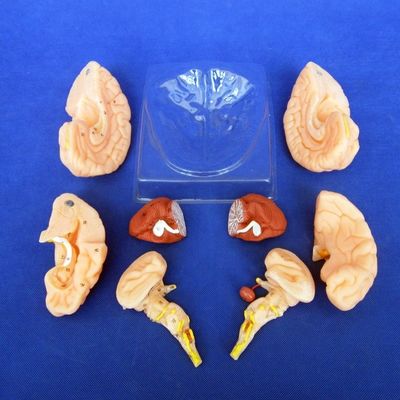 Modèle du cerveau humain 8 pièces Modèle anatomique pour les écoles et les établissements d'enseignement