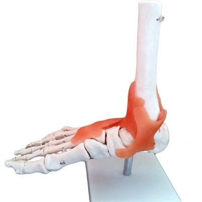 Structure anatomique en taille réelle du pied humain Modèle osseux de l'articulation médicale du pied pour démonstration