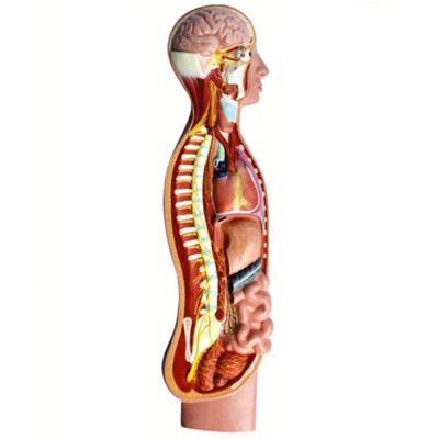 Modèle d'anatomie de la moelle épinière du nerf parasympathique autonome humain Aides pédagogiques avancées en PVC