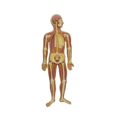 Modèle d'anatomie de la moelle épinière du nerf parasympathique autonome humain Aides pédagogiques avancées en PVC