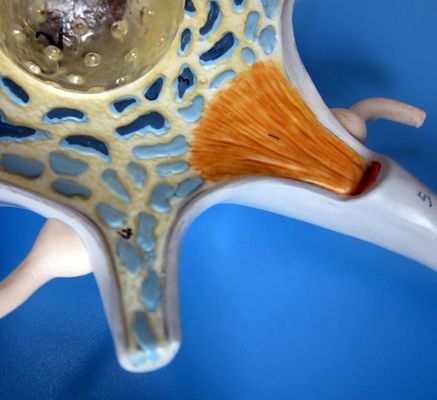 Modèle anatomique avancé en PVC du corps de cellules neuronales agrandie et de la structure des fibres nerveuses