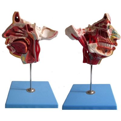 Science médicale Anatomie détaillée de 100 nerfs et vaisseaux dans le modèle du crâne facial