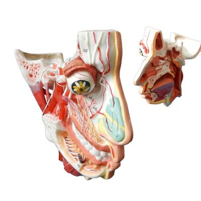 Science médicale Anatomie détaillée de 100 nerfs et vaisseaux dans le modèle du crâne facial
