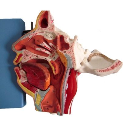 Modèle d'anatomie de la tête et du visage de la taille de la vie humaine pour la démonstration des soins aux patients