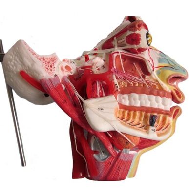 Modèle d'anatomie de la tête et du visage de la taille de la vie humaine pour la démonstration des soins aux patients
