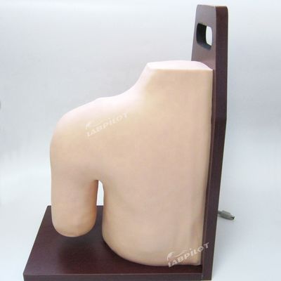 Formation médicale avancée en PVC Modèle d'enseignement sur le simulateur d'injection intracavitée de l'articulation de l'épaule