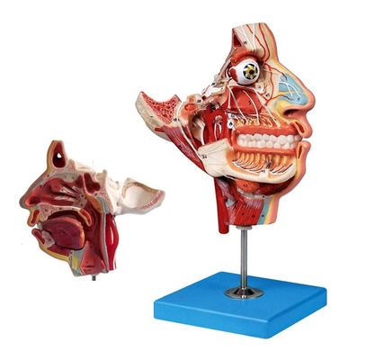 Modèle d'anatomie de la tête et du visage de la taille de la vie humaine pour la démonstration des soins aux patients