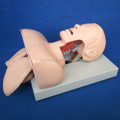 Modèle d'entraînement à l'intubation électronique de la trachée avec tube gonflable NG pulmonaire et simulateur d'aspiration Idéal