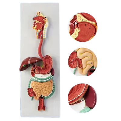 Modèle anatomique 3D avancé du système digestif humain en PVC pour des démonstrations médicales