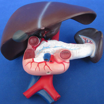 Fonction du foie humain démonstration anatomique médicale du modèle du pancréas et du duodénum