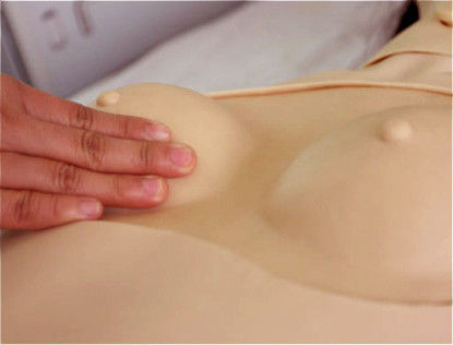 Mannequin génital spécifique au sexe pour la formation en sciences médicales