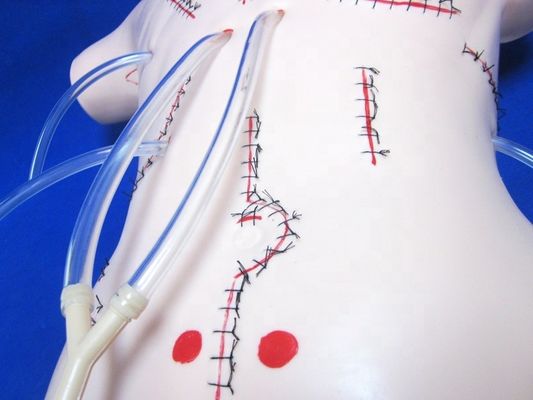 Modèle réaliste d'enseignement de l'appendicectomie pour les compétences de pansement et de suture