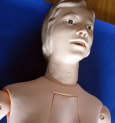 Organes internes Formation en soins infirmiers Manikine de taille humaine