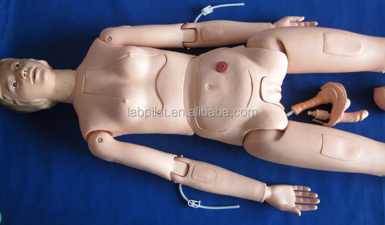 Organes internes Formation en soins infirmiers Manikine de taille humaine