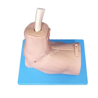 Modèle de formation en anatomie articulaire de l'épaule avec simulateur détachable d'arthroscopie de l'épaule