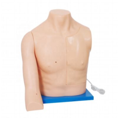 Modèle de formation à l'intervention veineuse de taille humaine pour les compétences médicales Enseignement des soins infirmiers