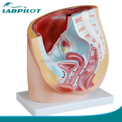 Anatomie détaillée Modèle du bassin humain féminin en PVC avancé pour la pratique médicale