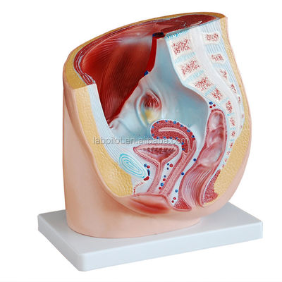Anatomie détaillée Modèle du bassin humain féminin en PVC avancé pour la pratique médicale