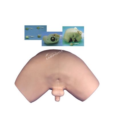 Maladies de la prostate Modèle Patients Démonstration de soins avec un modèle d'enseignement humain vif
