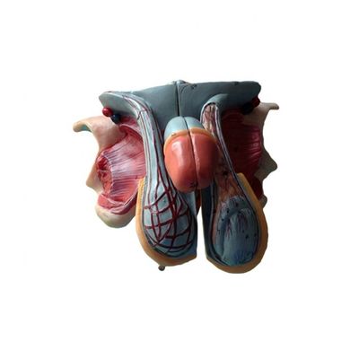 Modèle détaillé d'anatomie des organes génitaux masculins pour les établissements d'enseignement et universitaires