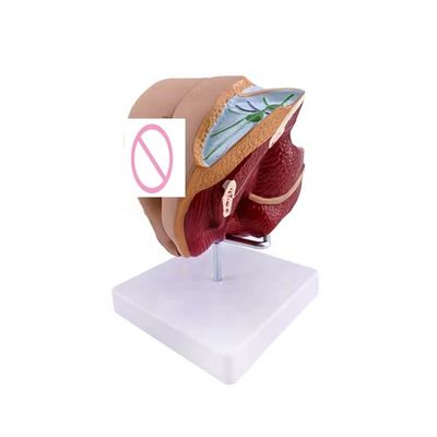 Les écoles peuvent maintenant enseigner l'anatomie des organes génitaux féminins avec un modèle de démonstration anatomique