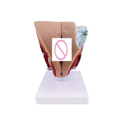 Les écoles peuvent maintenant enseigner l'anatomie des organes génitaux féminins avec un modèle de démonstration anatomique