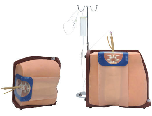 Formation et éducation du corps humain Vivid Modèle de simulation avancée de ponction spinale en PVC