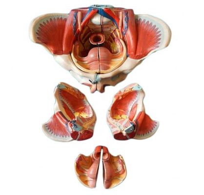 Modèle anatomique du bassin féminin avec des vaisseaux nerveux détaillés et l'anatomie pelvienne féminine