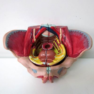 Modèle anatomique du bassin féminin avec des vaisseaux nerveux détaillés et l'anatomie pelvienne féminine