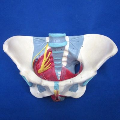 Modèle du système reproducteur humain Pelvis avancé avec muscles du plancher pelvien et périnée