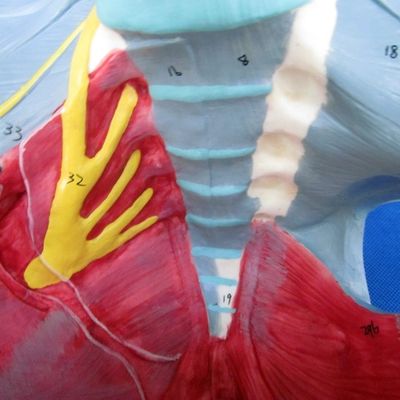 Modèle du système reproducteur humain Pelvis avancé avec muscles du plancher pelvien et périnée