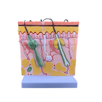 Science médicale Enseignement humain Histologie et embryologie vives Modèle d'étude de l'anatomie