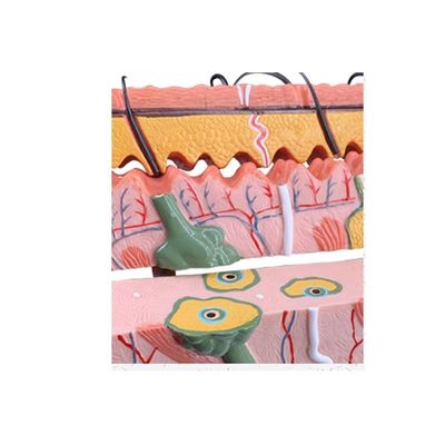 Science médicale Enseignement humain Histologie et embryologie vives Modèle d'étude de l'anatomie