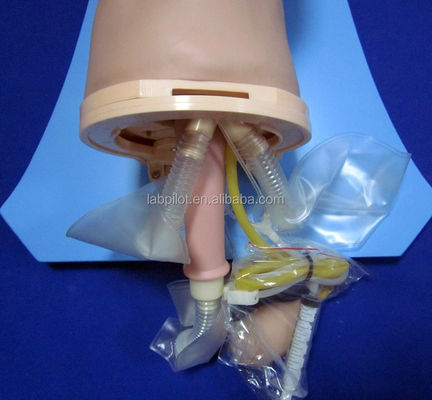 Simulateur d'entraînement d'intubation Modèle complet des voies respiratoires avec mannequin de taille humaine