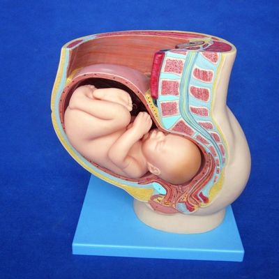 Patients soins démonstration pelvis féminin avec l'utérus au neuvième mois modèle de grossesse