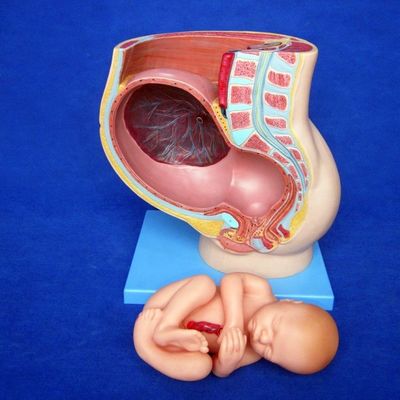 Patients soins démonstration pelvis féminin avec l'utérus au neuvième mois modèle de grossesse