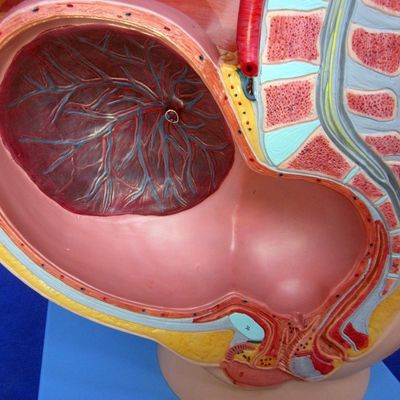 Patients soins démonstration pelvis féminin avec l'utérus au neuvième mois modèle de grossesse