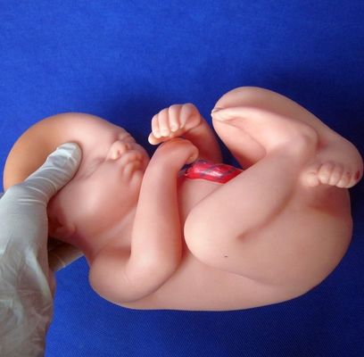 Patients soins démonstration pelvis féminin avec l'utérus au neuvième mois modèle de grossesse