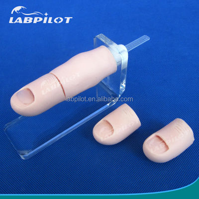 Modèle de formation à l'excision des ongles pour l'enseignement des compétences en chirurgie clinique en sciences médicales