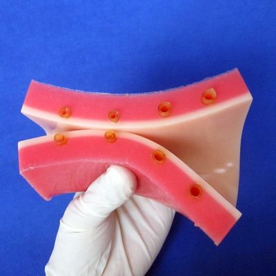 Simulateur d'enseignement médical avec modèle de peau vivante
