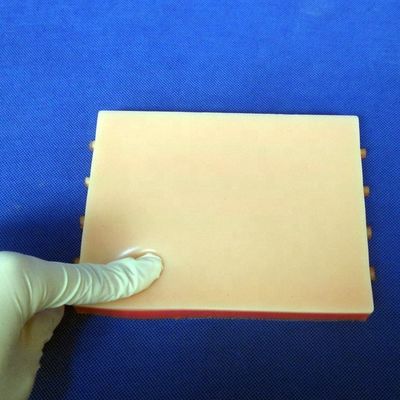 Simulateur d'enseignement médical avec modèle de peau vivante