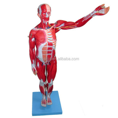 Modèle anatomique 27 parties Muscles du corps entier avec organes internes 78cm Modèle anatomique