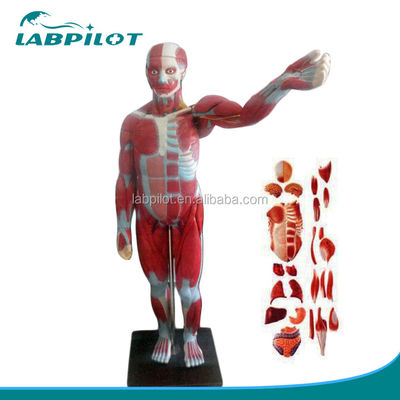 Modèle avancée en PVC muscles de corps entier avec organes internes affichant la fonction 170cm