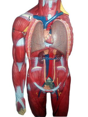Modèle avancée en PVC muscles de corps entier avec organes internes affichant la fonction 170cm