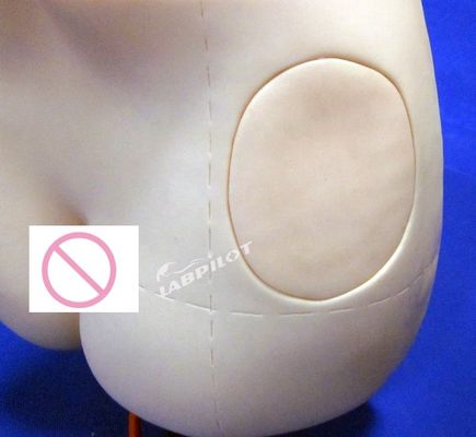 Simulateur d'enseignement avancé d'injection intramusculaire de PVC pour le sujet des sciences médicales