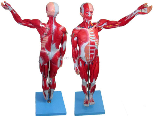 Muscles vifs Modèle 18 pièces Modèle masculin complet avec des caractéristiques anatomiques amovibles