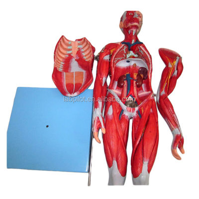 Muscles vifs Modèle 18 pièces Modèle masculin complet avec des caractéristiques anatomiques amovibles